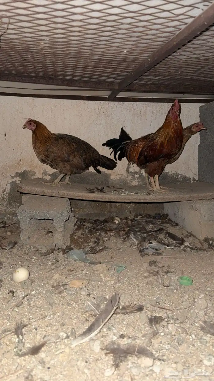 دجاجتين للبيع 0