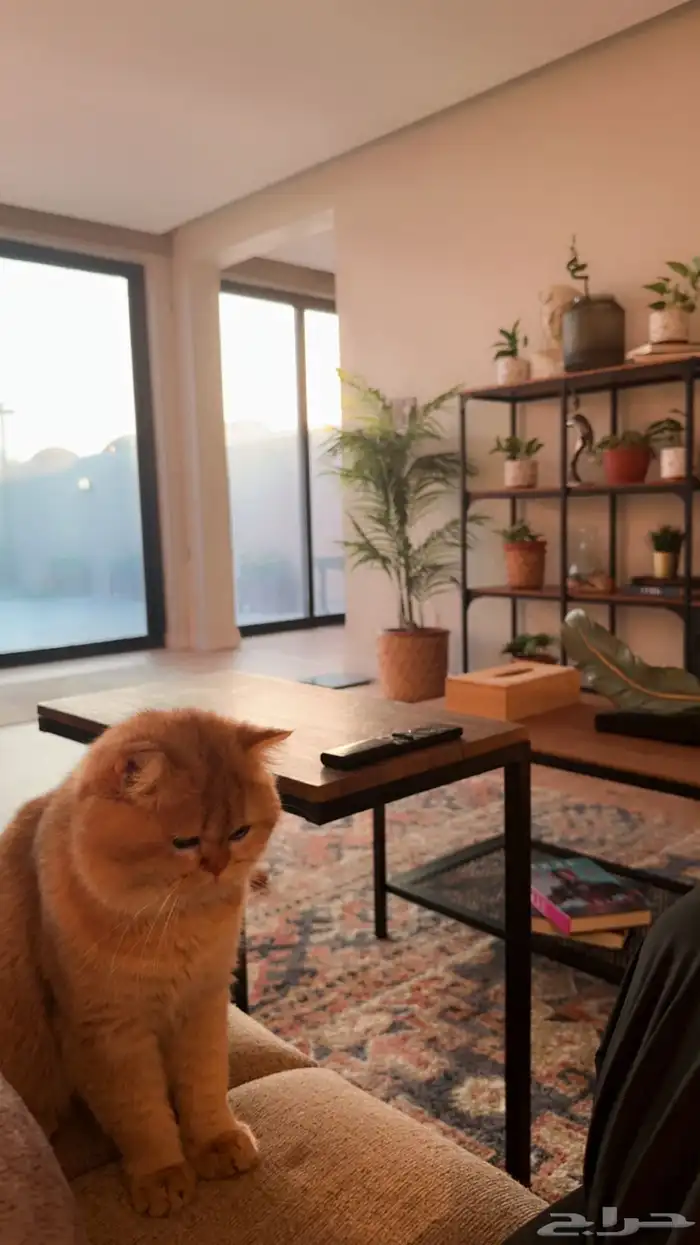 قط برتش بيور 1