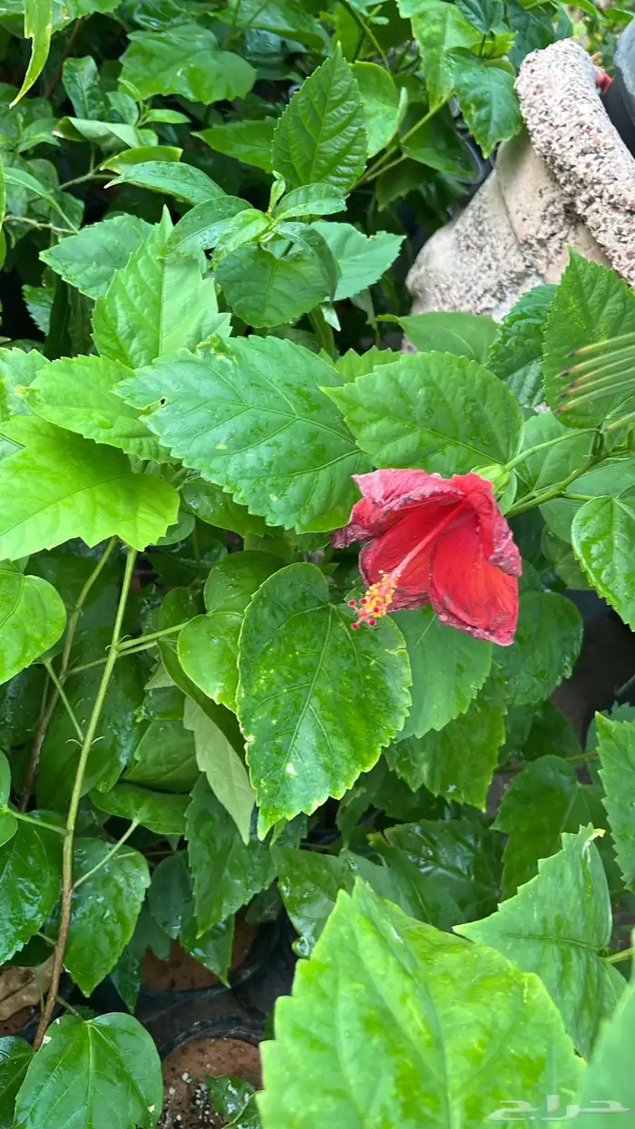 أشجار متوسط جميله 8