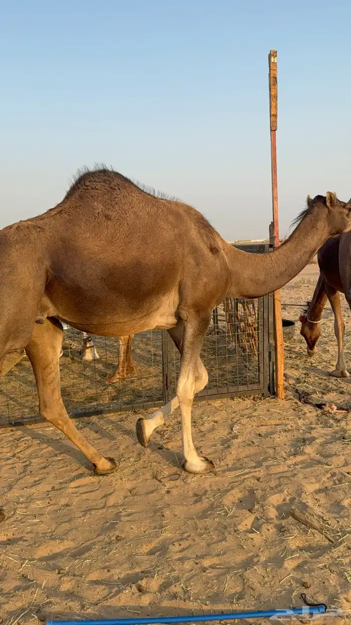 للبيع 2 بكار جذعات ملاقي على وشك تلد 8