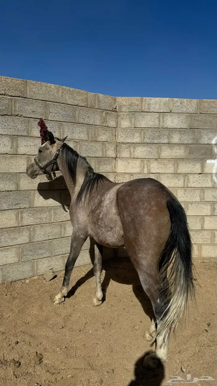 مهره للبيع 1