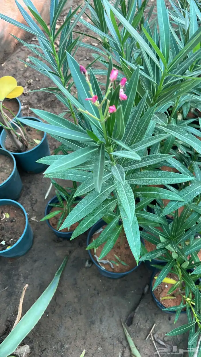 أشجار متوسط جميله 2