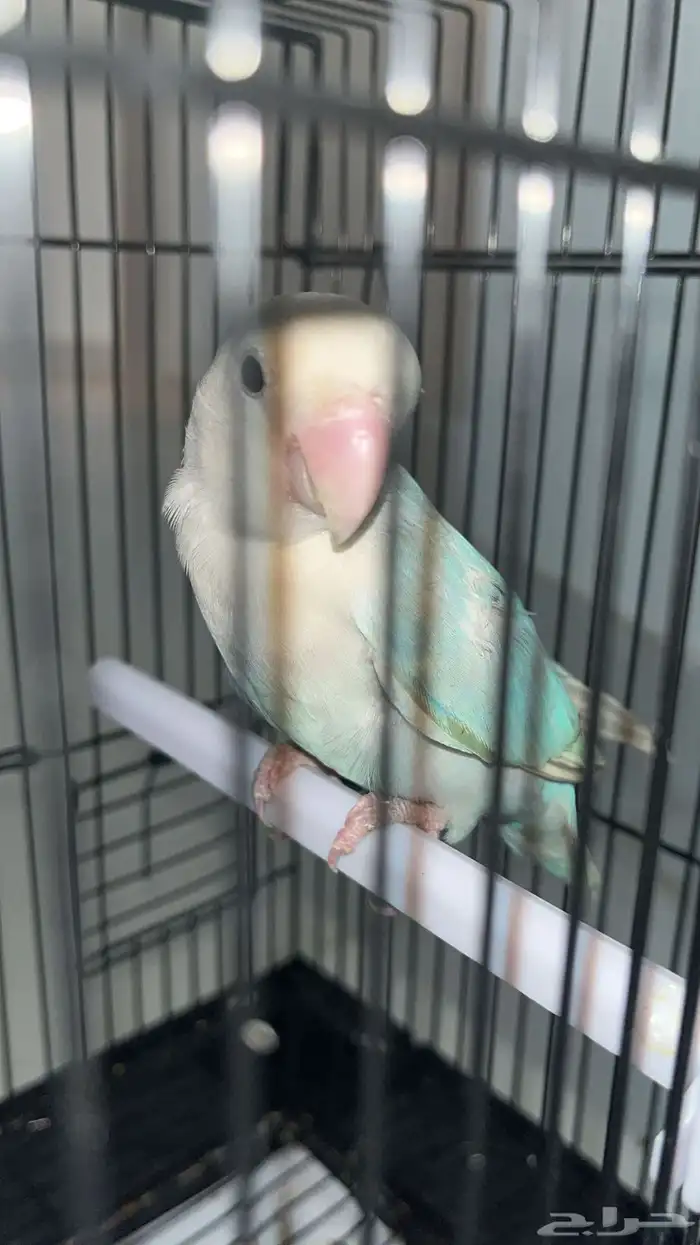 ببغاء  طير روز أنثى 2