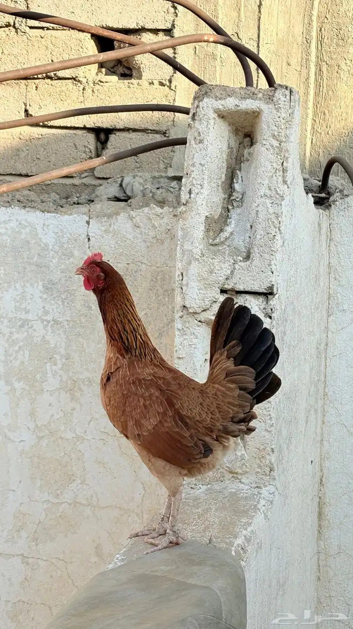 دجاج عربي فري 2