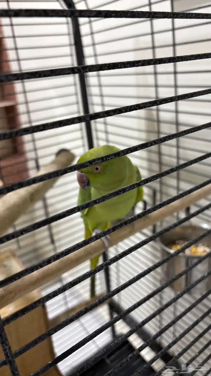 ببغاء الدرة 0