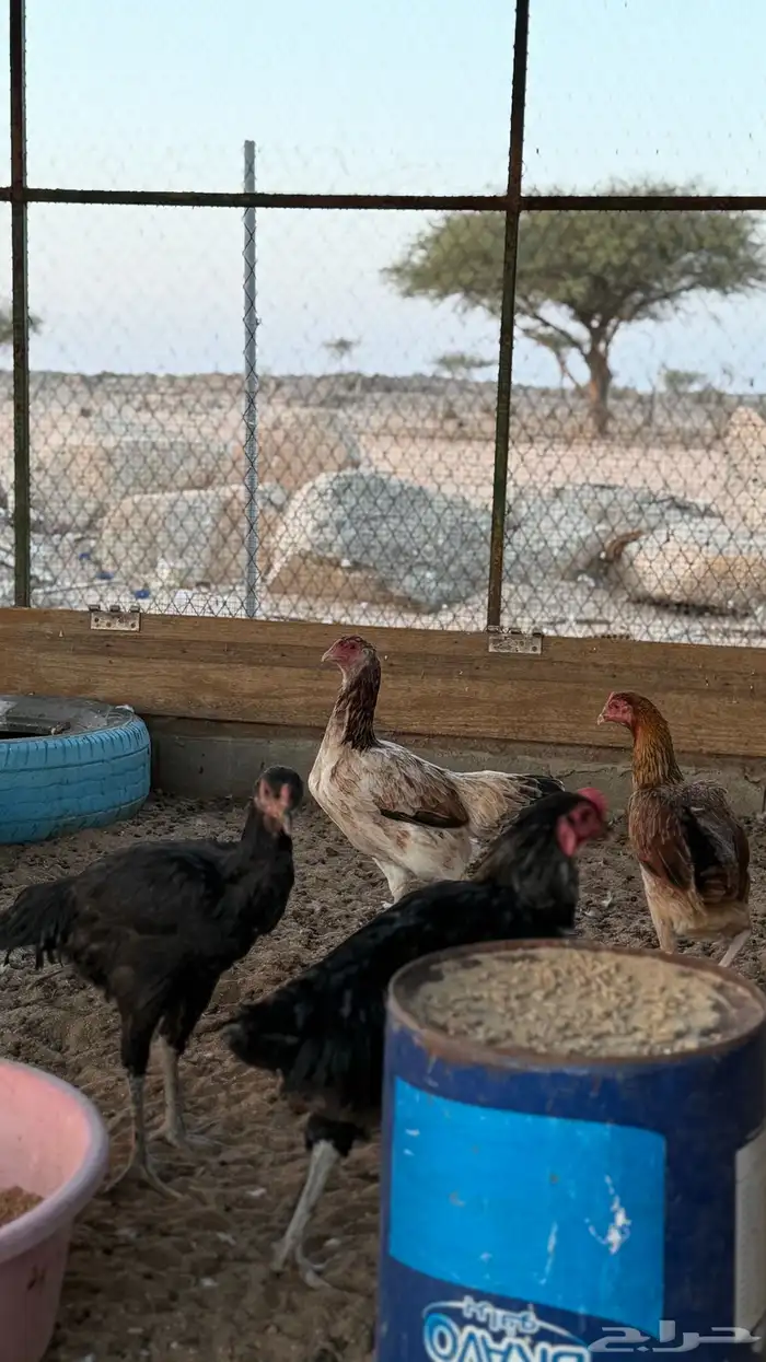 دجاج باكستاني 3