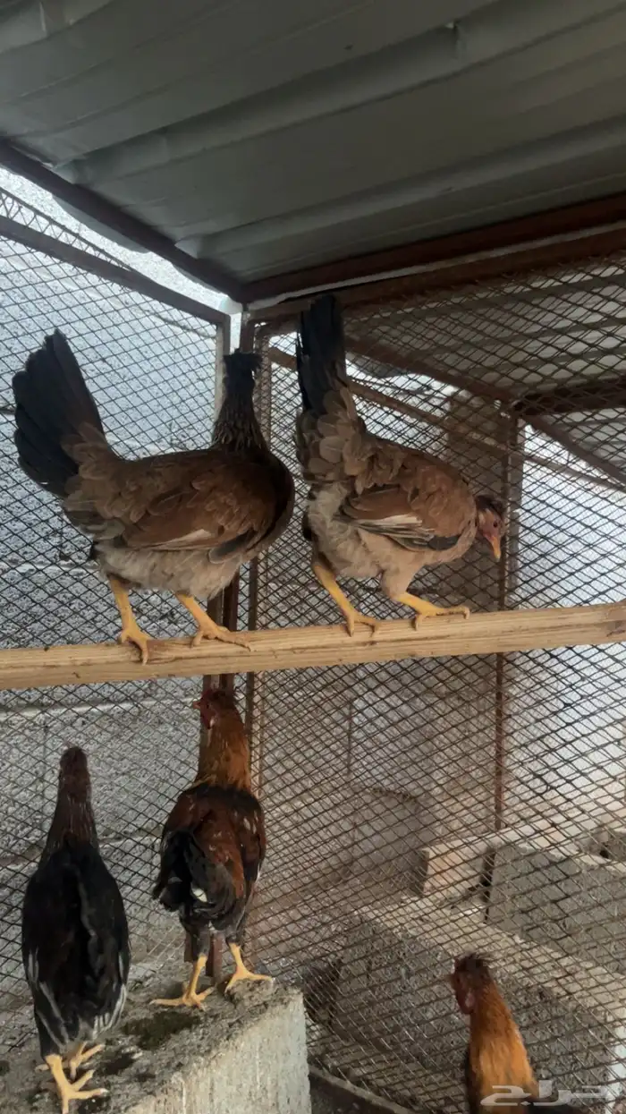 دجاج عربي 1