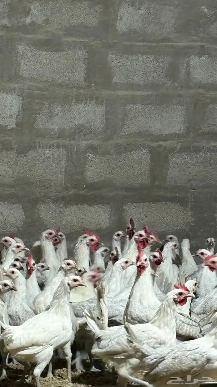 دجاج بشاير فيومي المنيوم سوبر 650 حبه 1