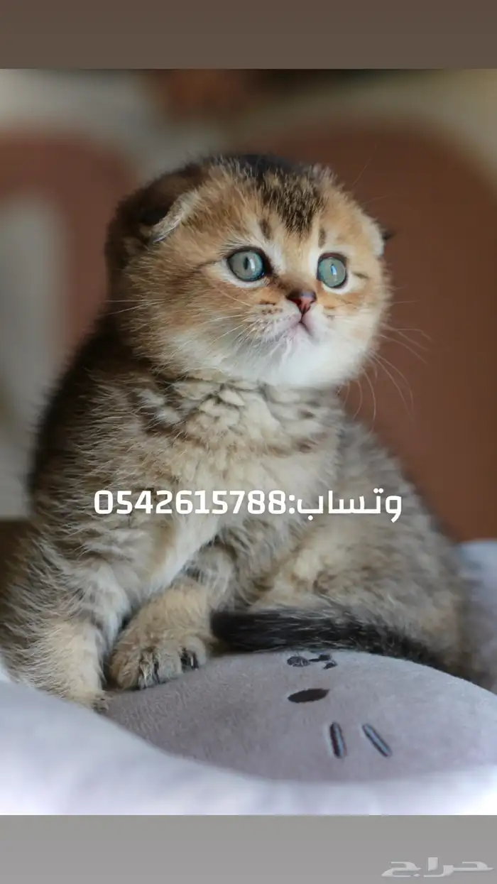 كتن سكوتش بيور لطافة و جمال 1