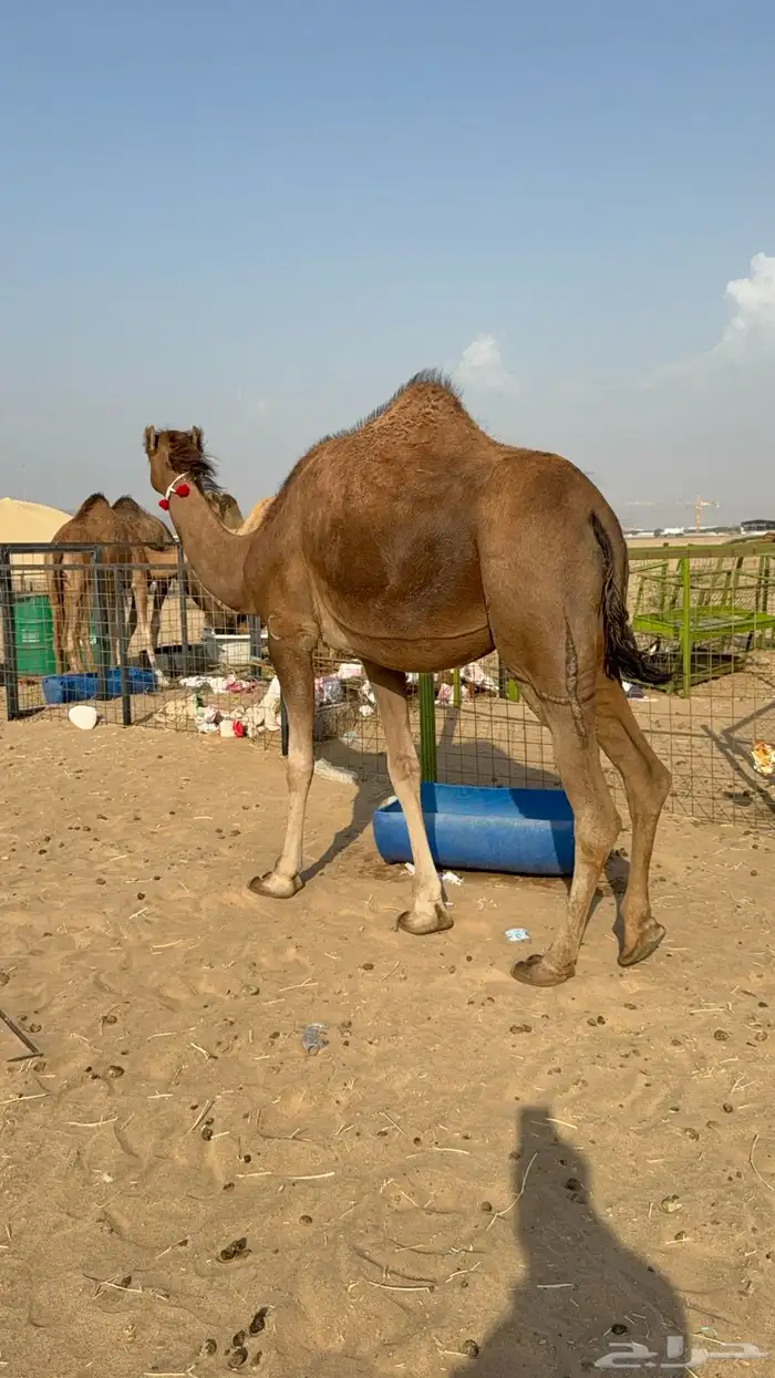 للبيع 2 بكار جذعات ملاقي على وشك تلد 27