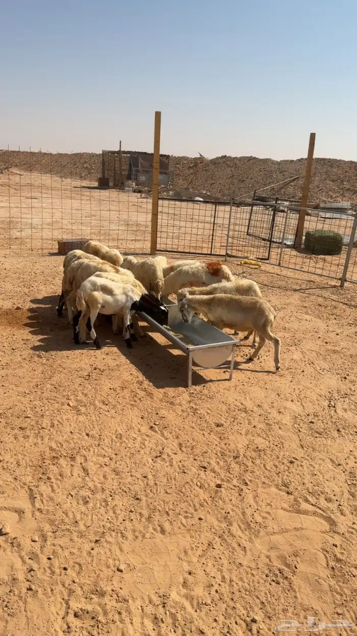 للبيع رخال رفيديات 75 بلدي 4