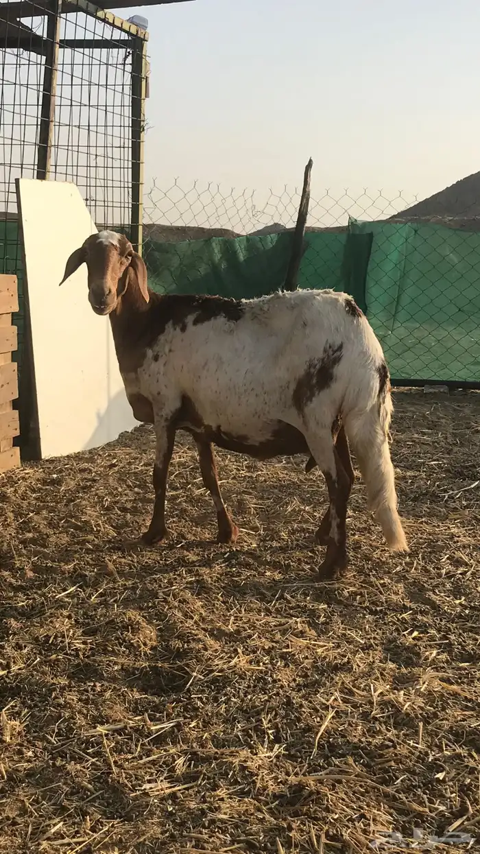 نعجه سواكنيه دافع للبيع 0