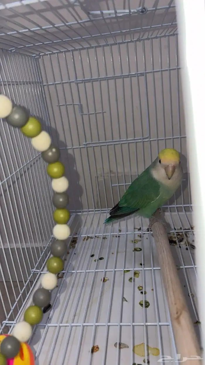 طير روز غير مدرب انثى 2