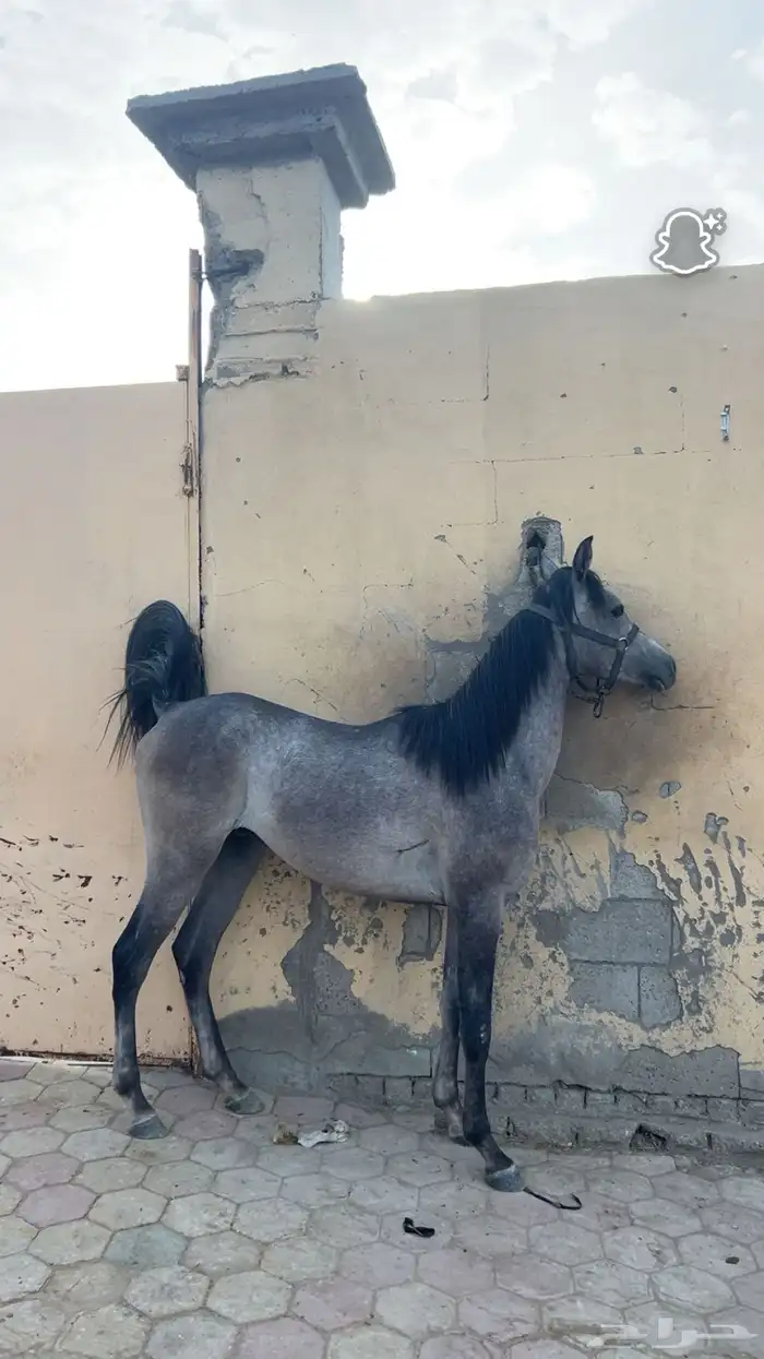 مهر شعبي شيخ 0