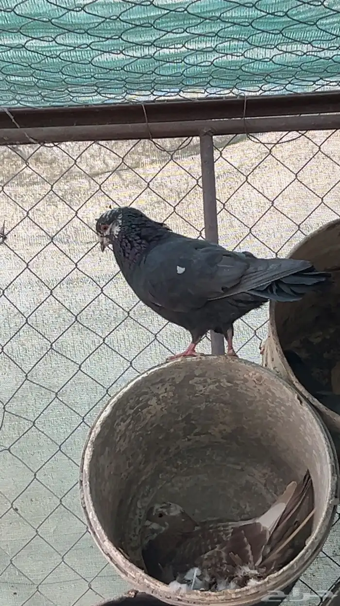 حمام للبيع 3