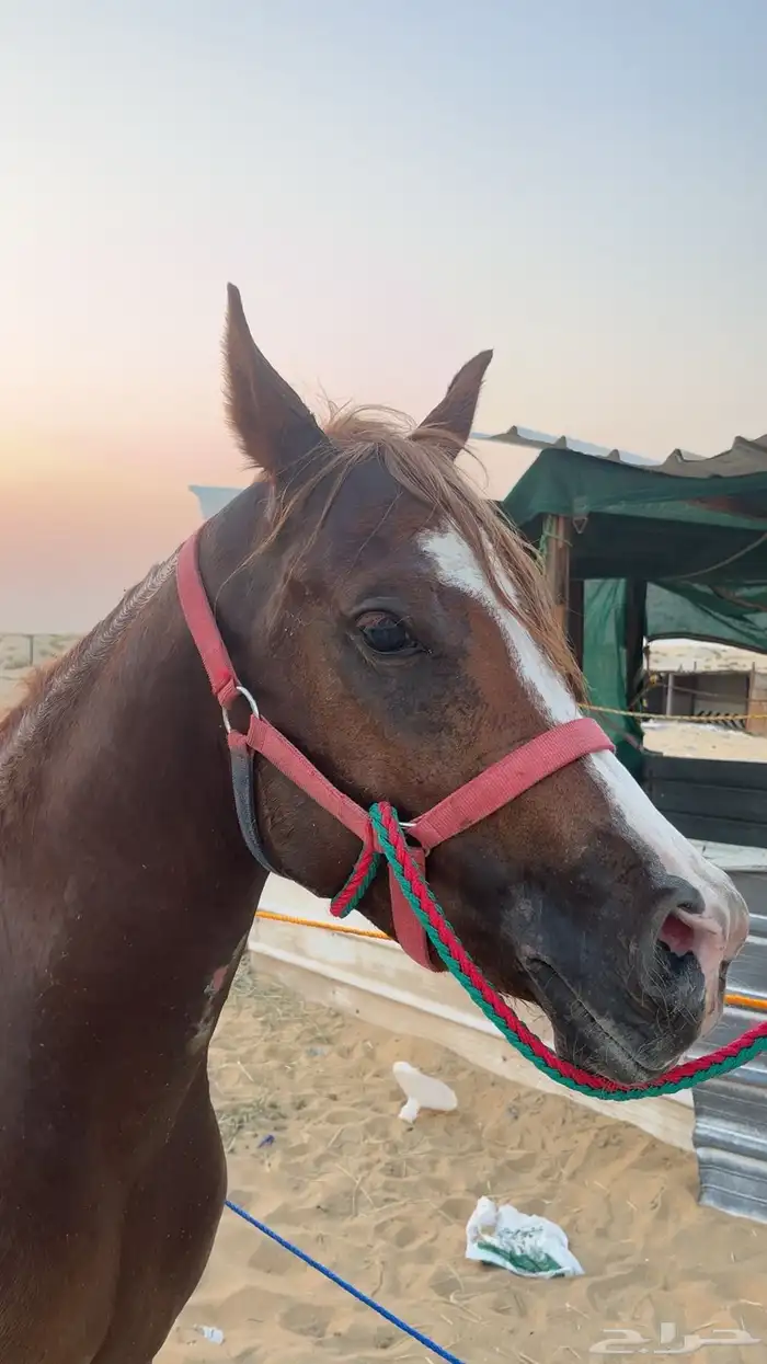 خيل 3