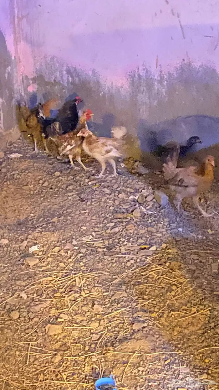 دجاج 2