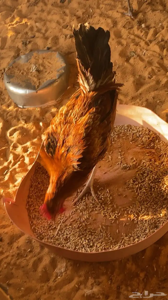 ديكه للبيع 3