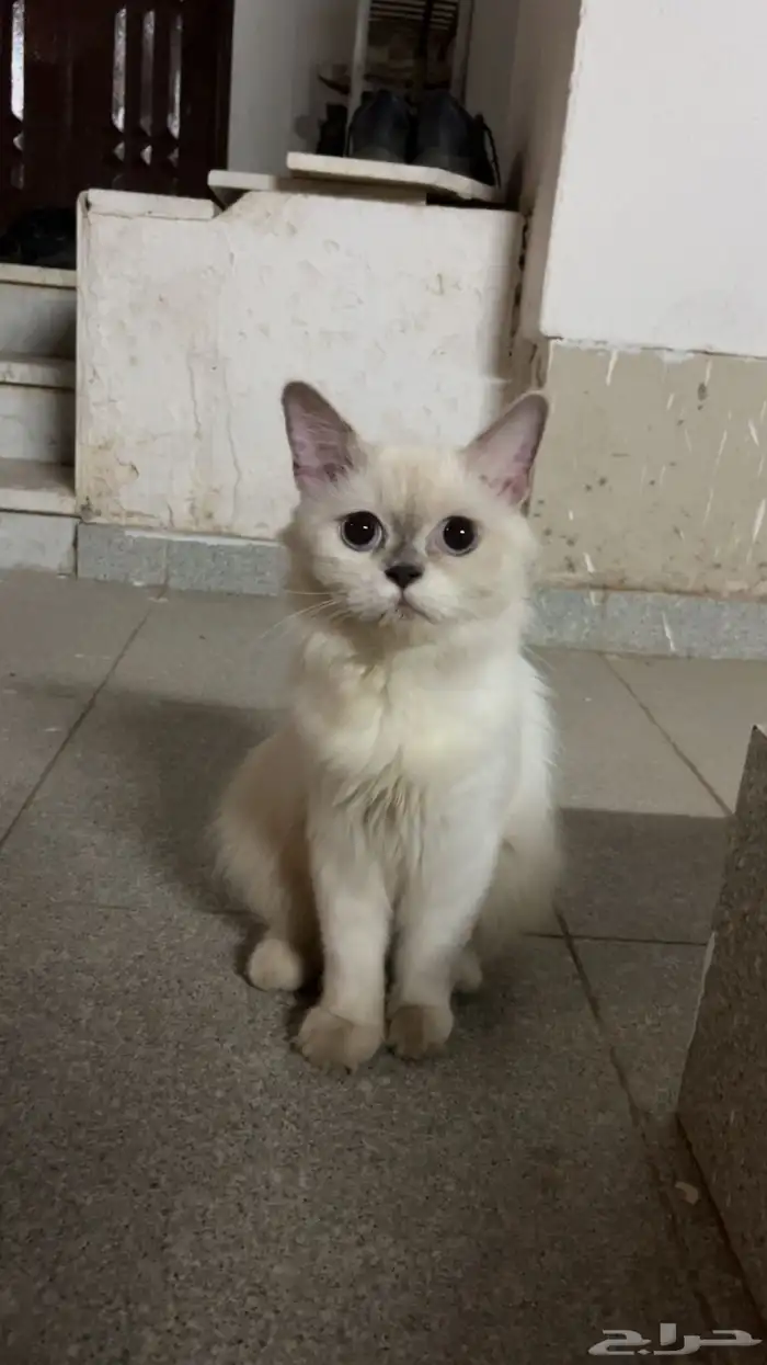 قطه 0