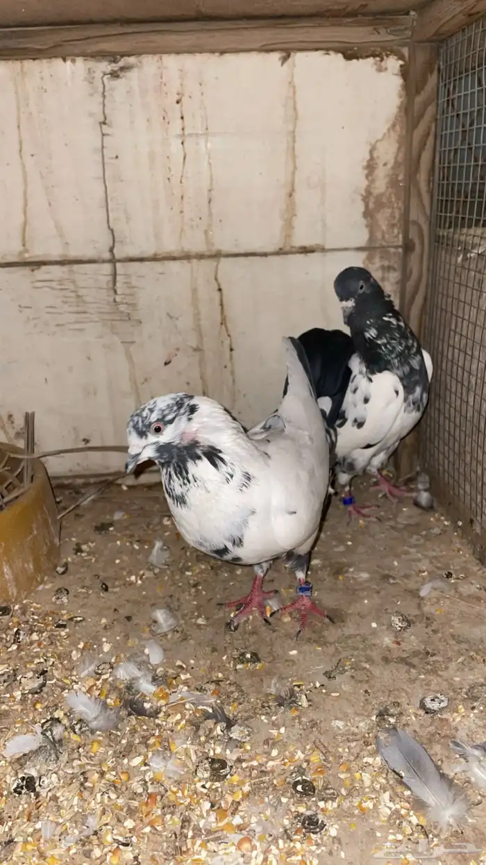 حمام 2