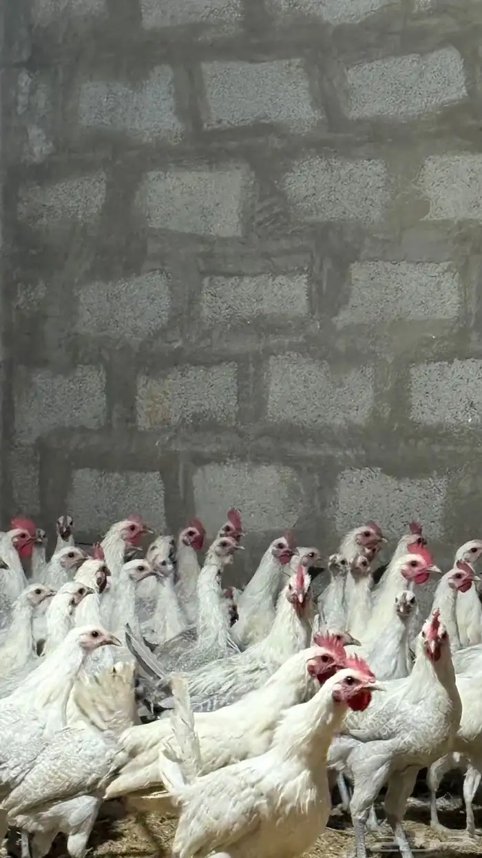 دجاج بشاير فيومي المنيوم سوبر 650 حبه 0