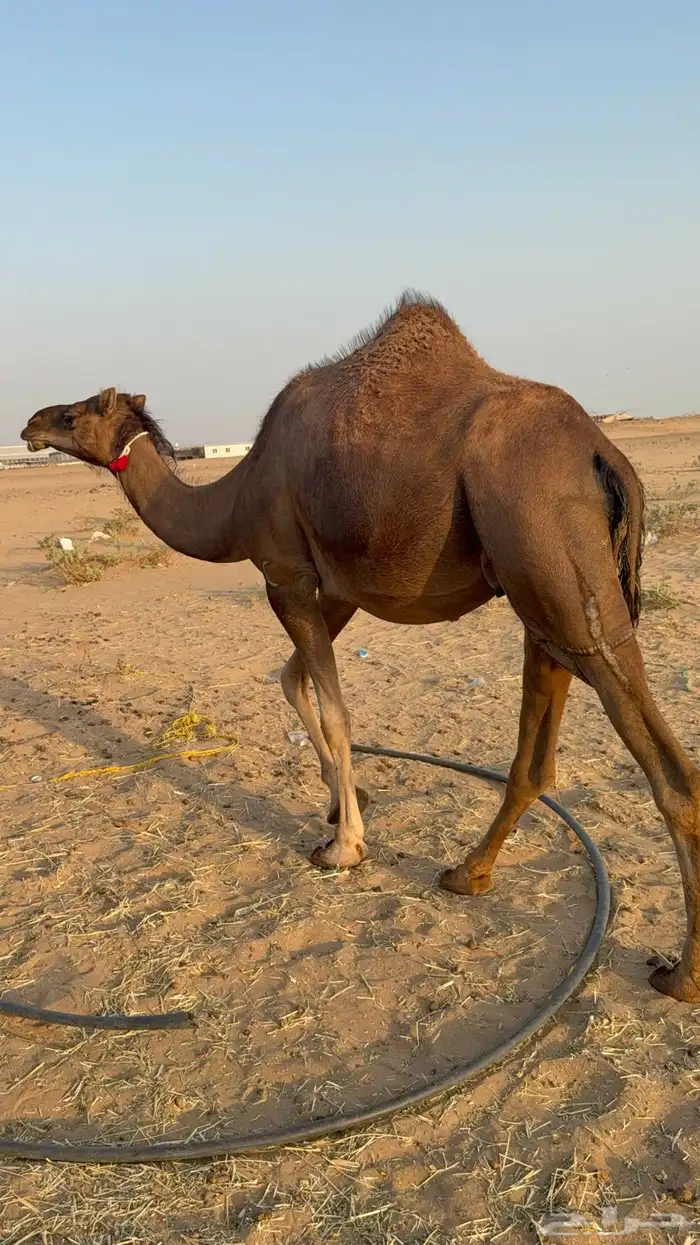 للبيع 2 بكار جذعات ملاقي على وشك تلد 23