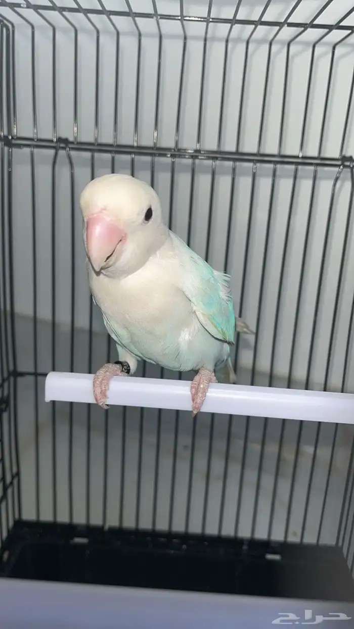 ببغاء  طير روز أنثى 1