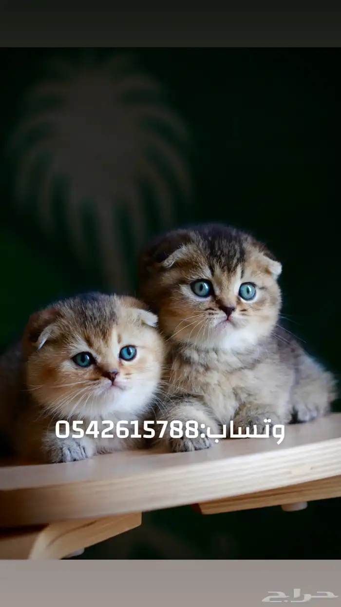 كتن سكوتش بيور لطافة و جمال 3