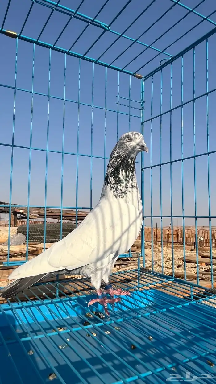 جوزين باكستاني ثنين ذكور الوحشي 5