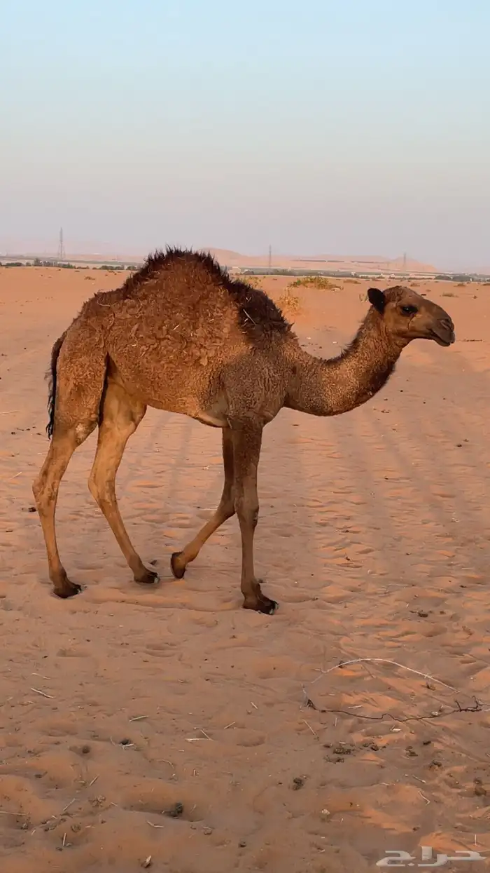 بكرة عمرها 6 شهور بصحة جيدة 1