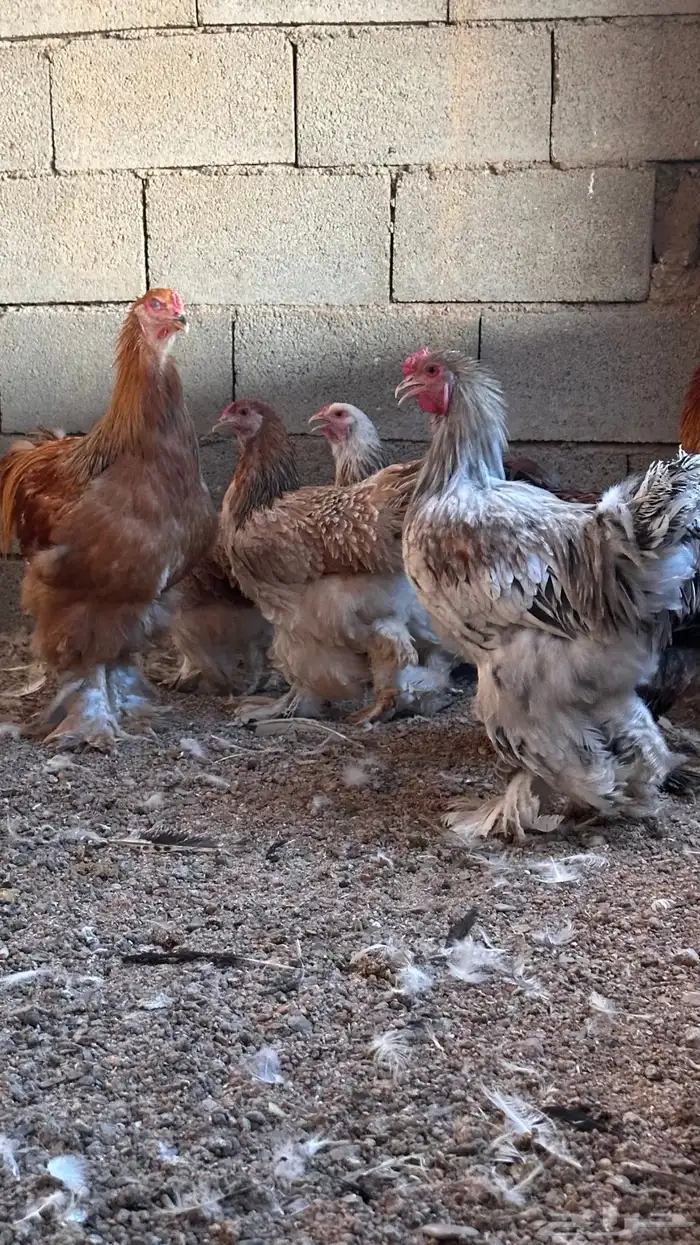 للبيع دجاج براهما بادي يبيض 5