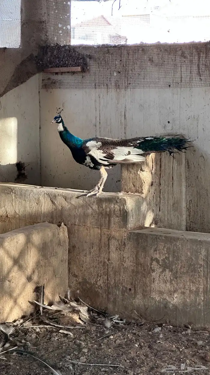 طائوس عمره 4ونص 2