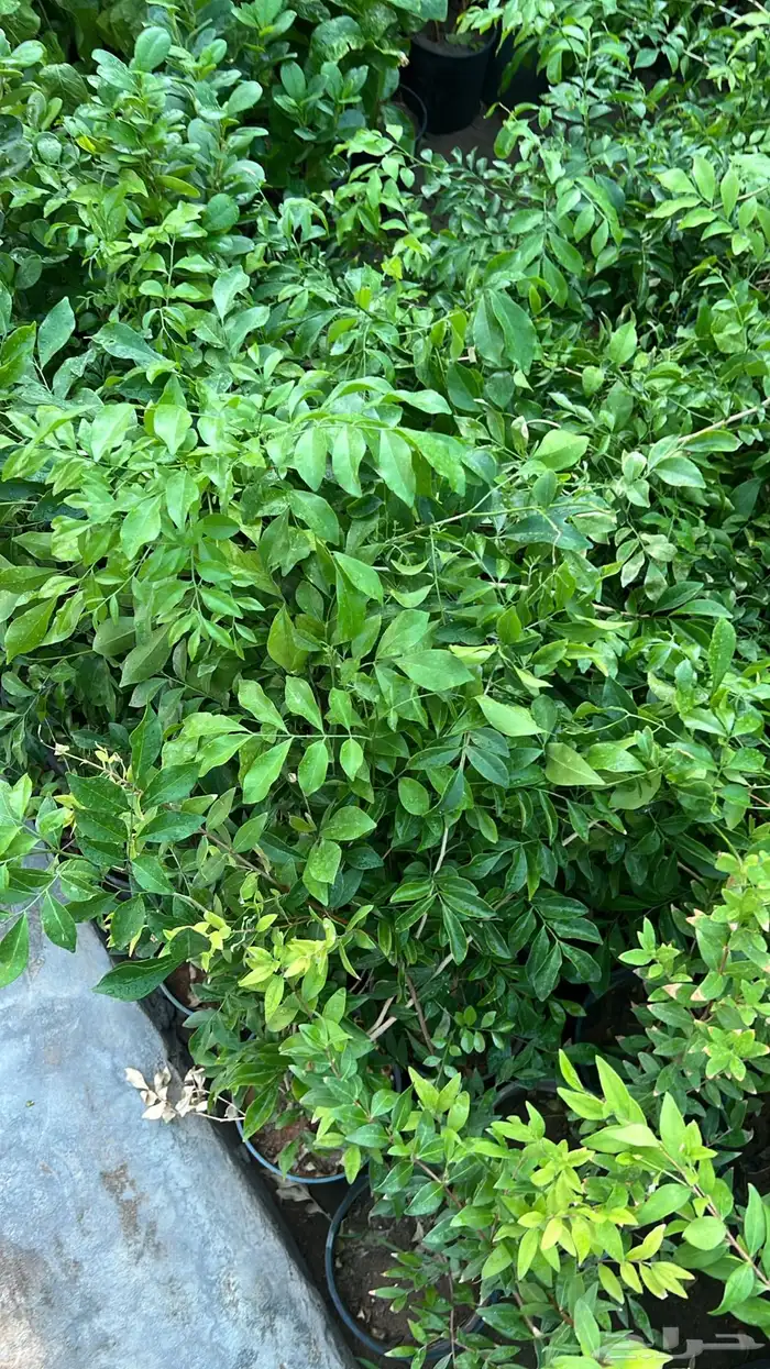 أشجار متوسط جميله 7