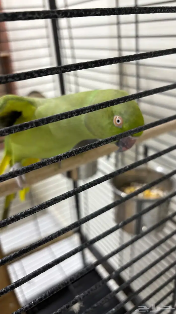 ببغاء الدرة 1