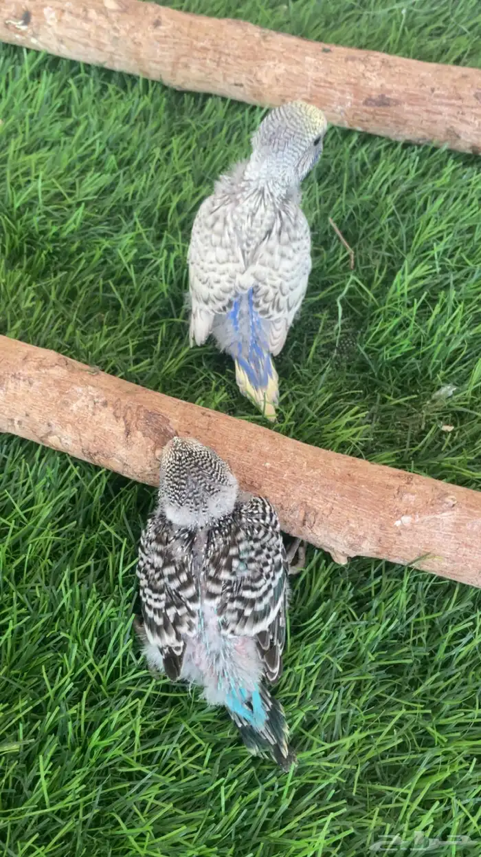 فروخ بادجي ( تم البيع ) 2