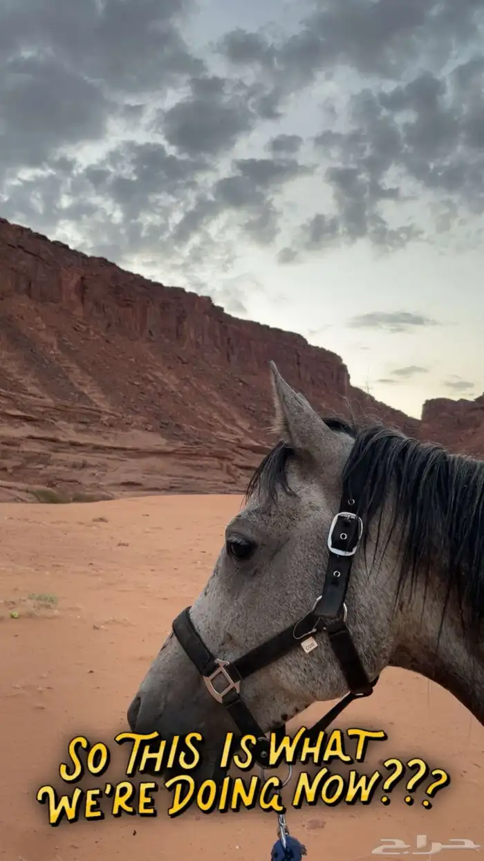 حصان شعبي شيخ للبيع 0