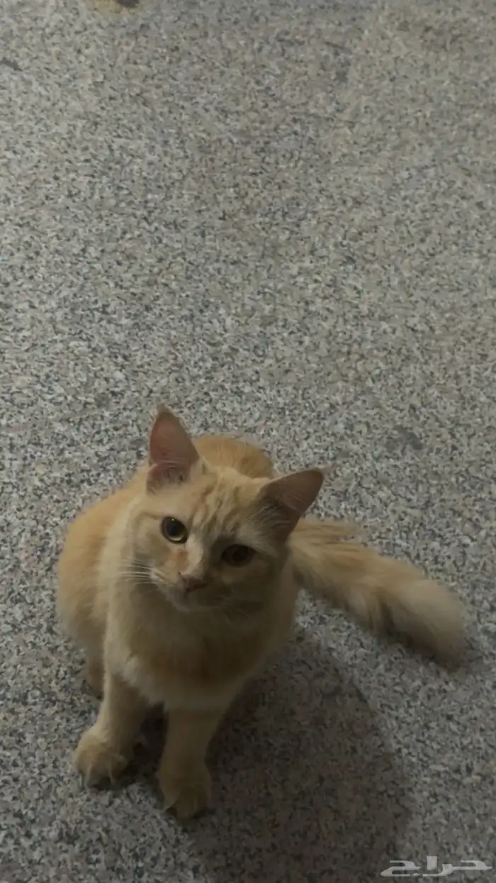 قطه ضايعه بالعزيزيه 0