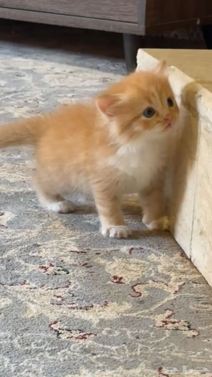 قط شيرازي 0