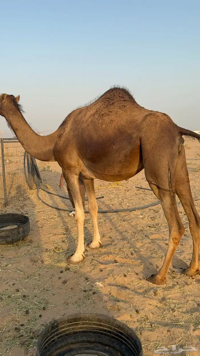 للبيع 2 بكار جذعات ملاقي على وشك تلد 14