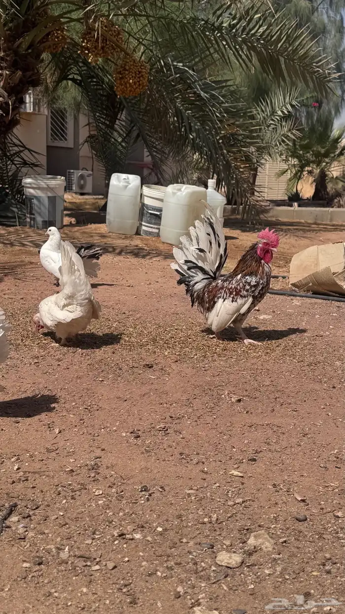 دجاج قزمي جبنيز 4