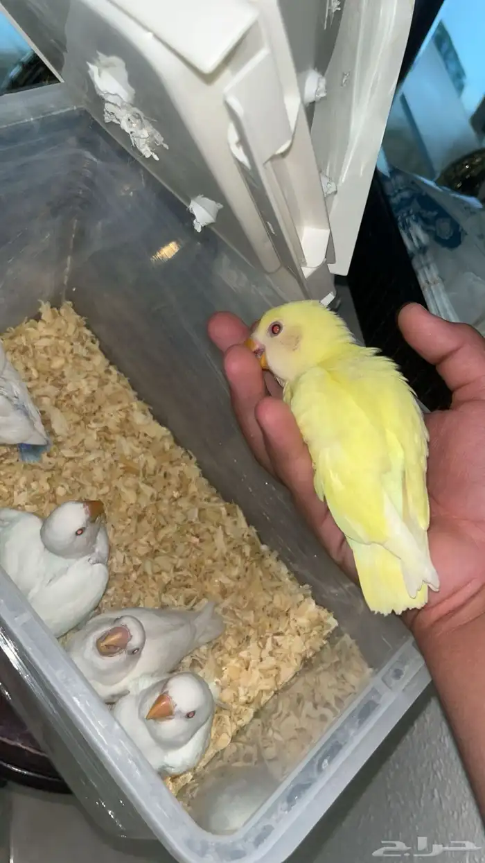 فروخ روز 6