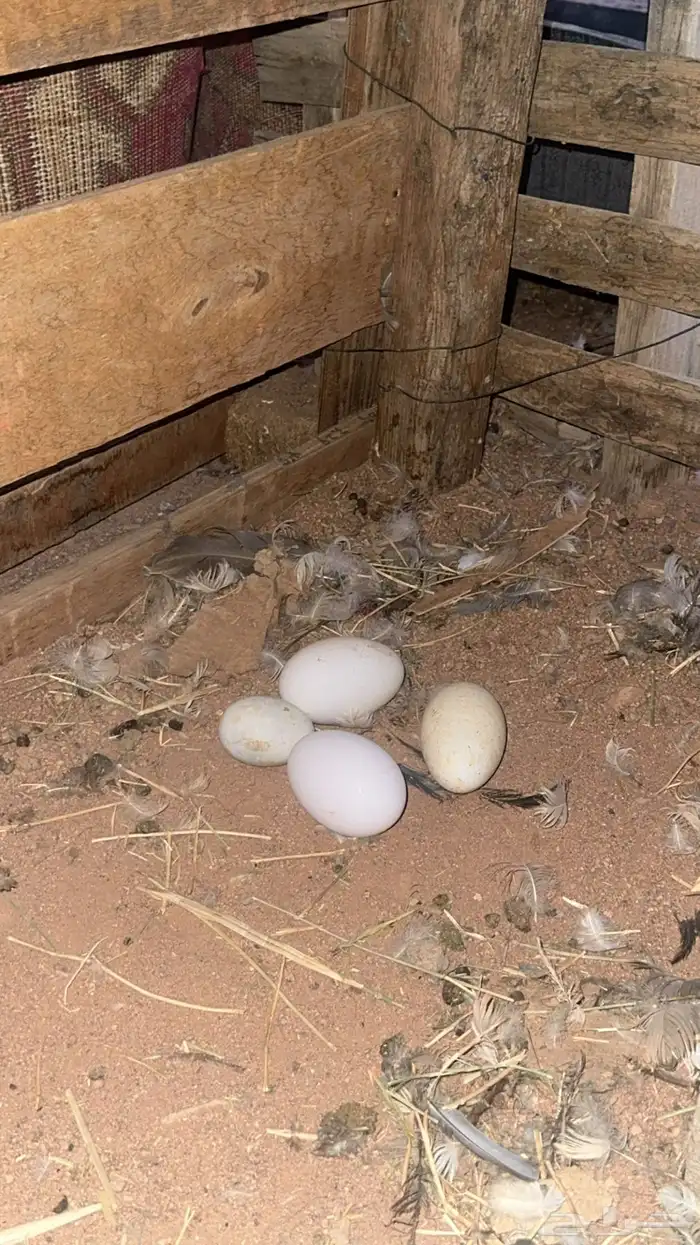 وز عراقي 1