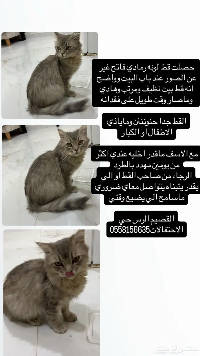 قط للتبني العاجل 4