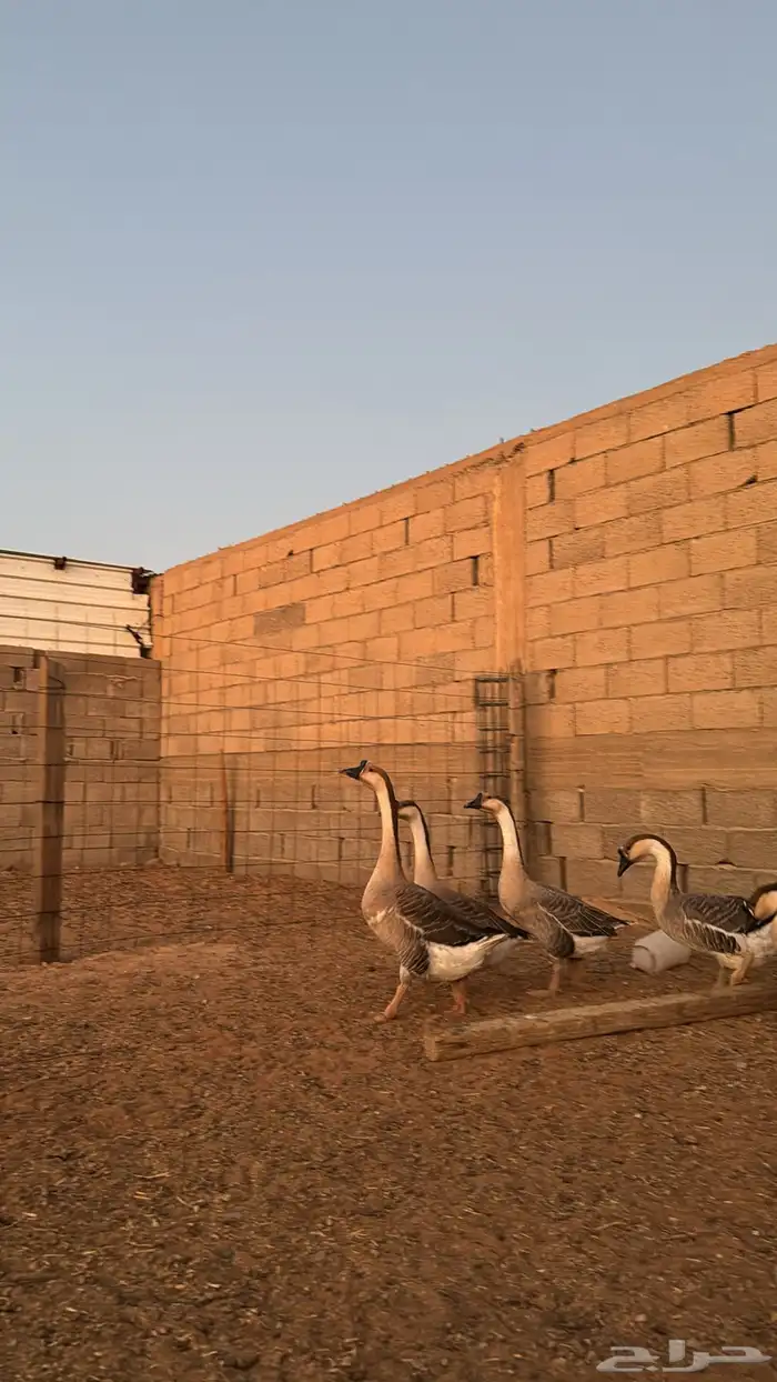 وز عراقي 3