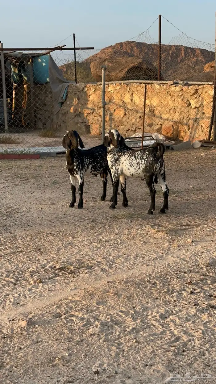مشاريع فحول مرخ سود 1