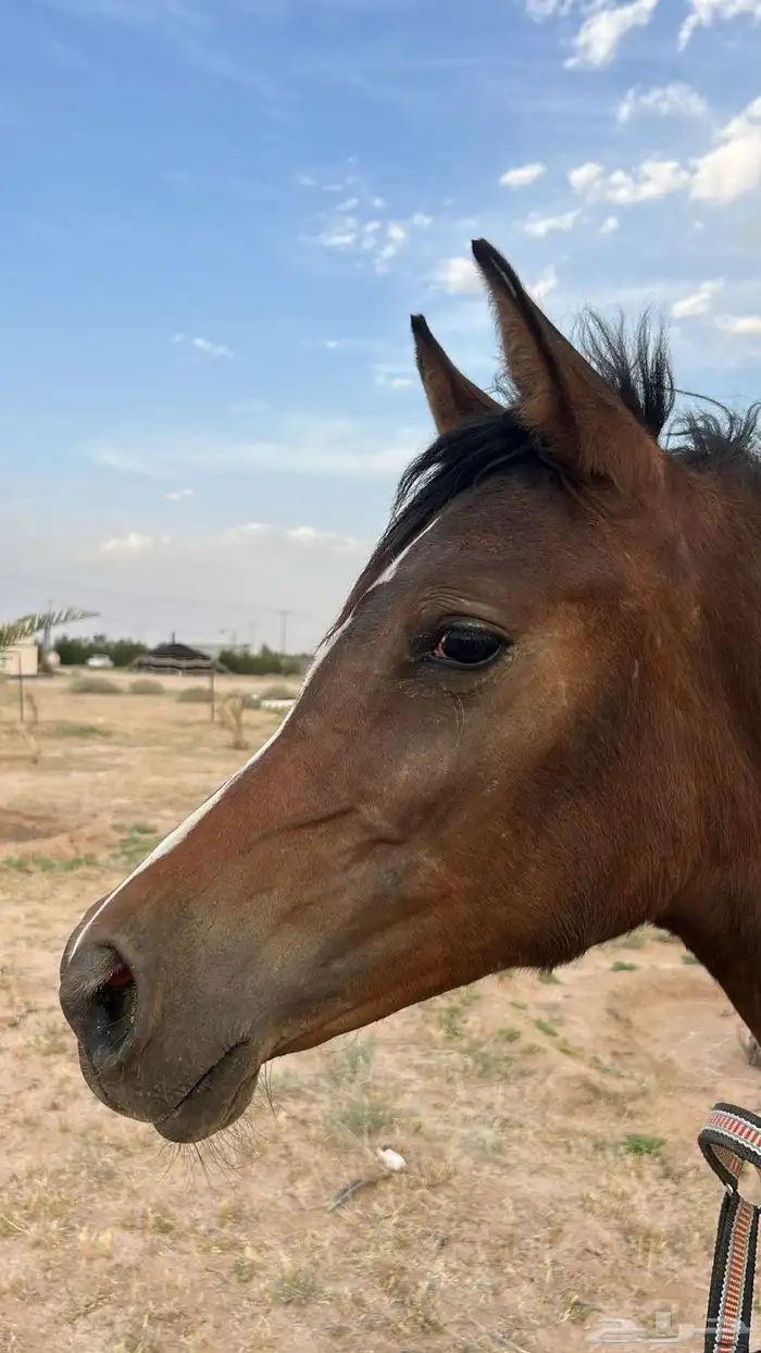 مهره شعبيه كفو 0
