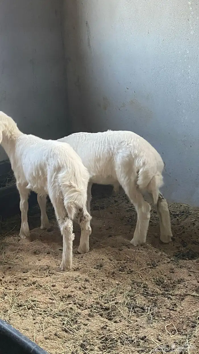 طليان تربيه 1