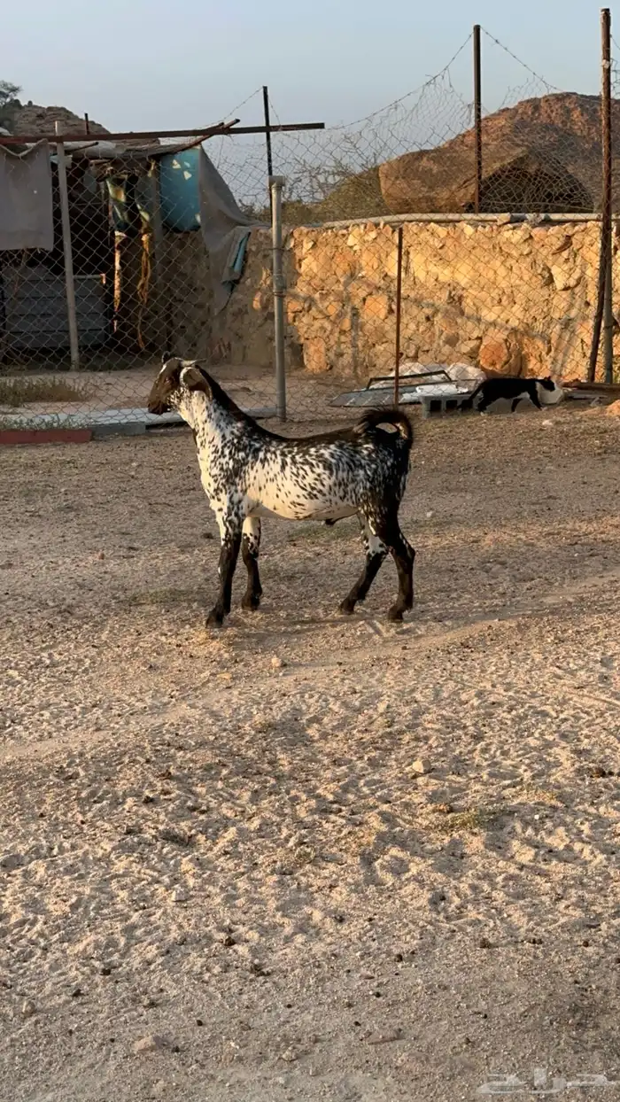مشاريع فحول مرخ سود 0