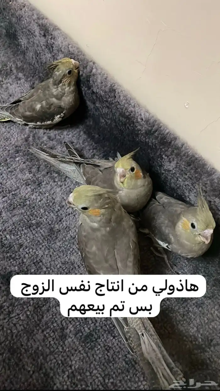 جوز كروان 4