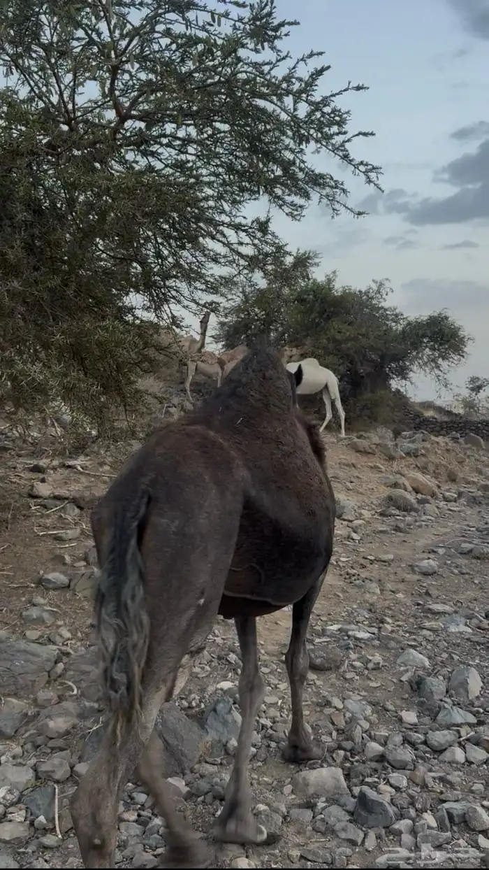 لقحه باقي لها شهر وتنتج 1